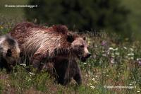 152 Grizzly e cucciolo IMG 0078 (2)